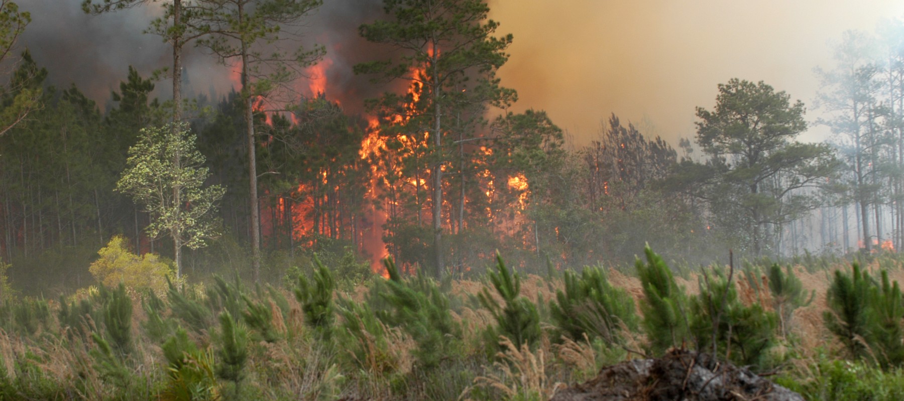 banner image forest fire