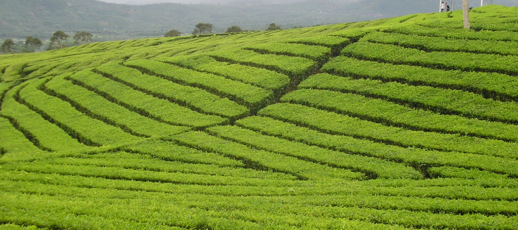 banner image tea plantation