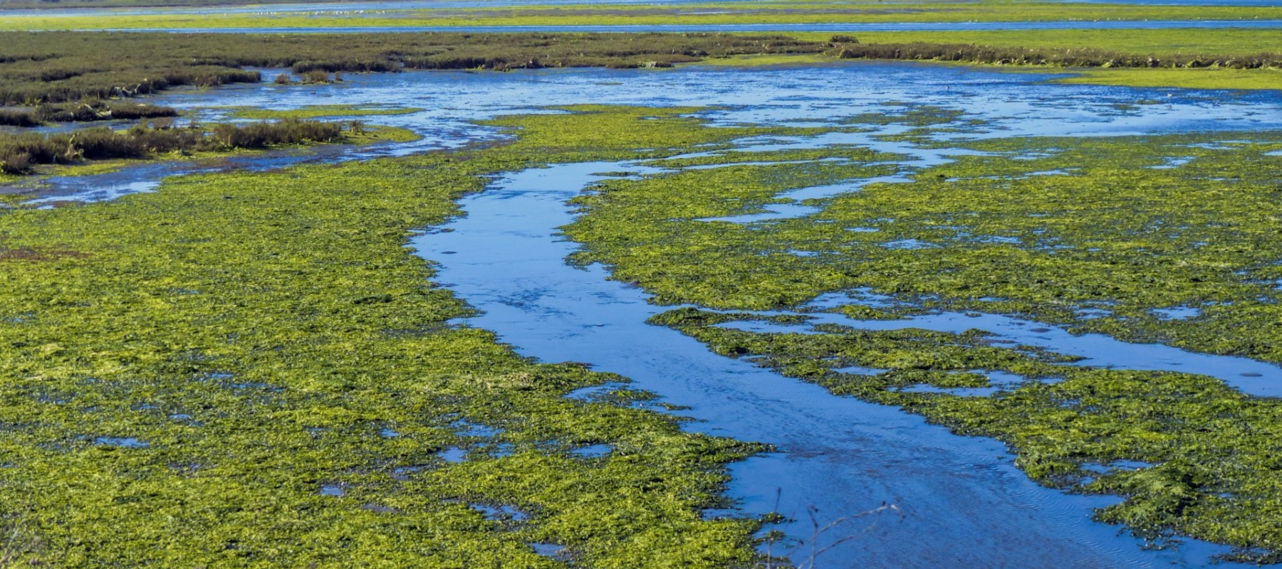 wetlands