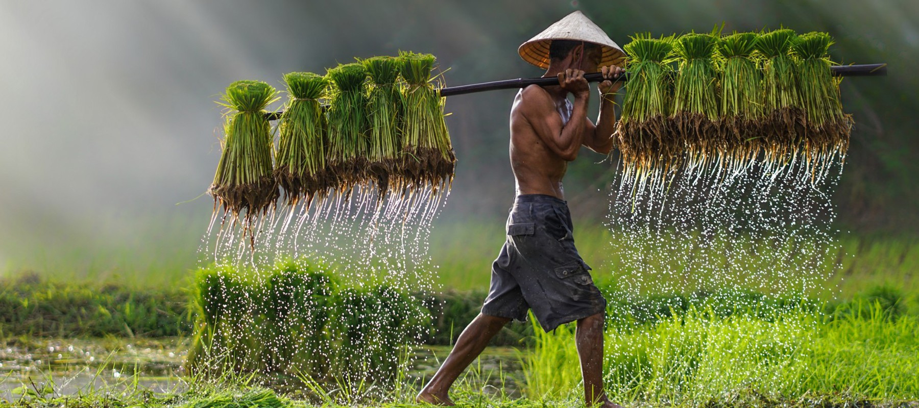 Farmer in asia carrying his harvest through a field
