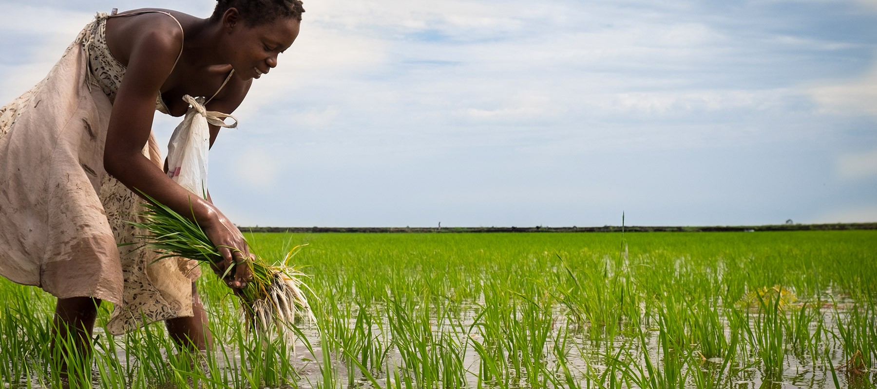 African lady harvesting rice