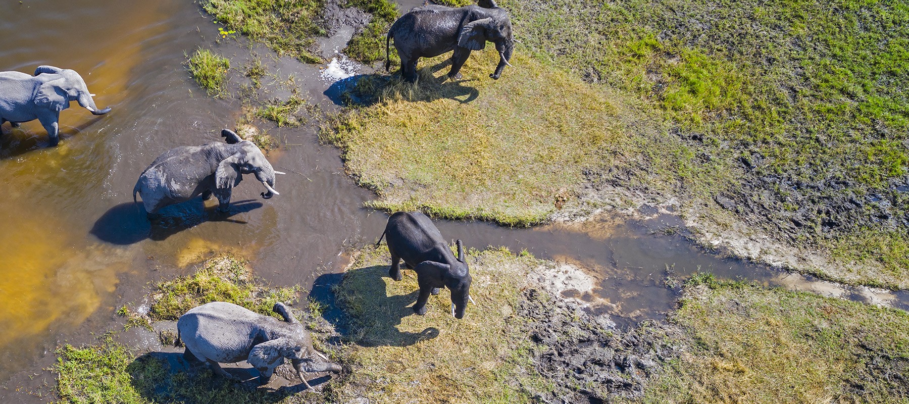 Areal view of a wetland with elephants walking through it