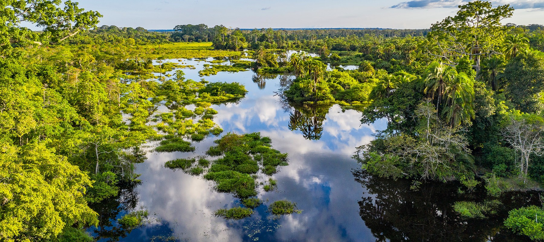 Plants taking over a river