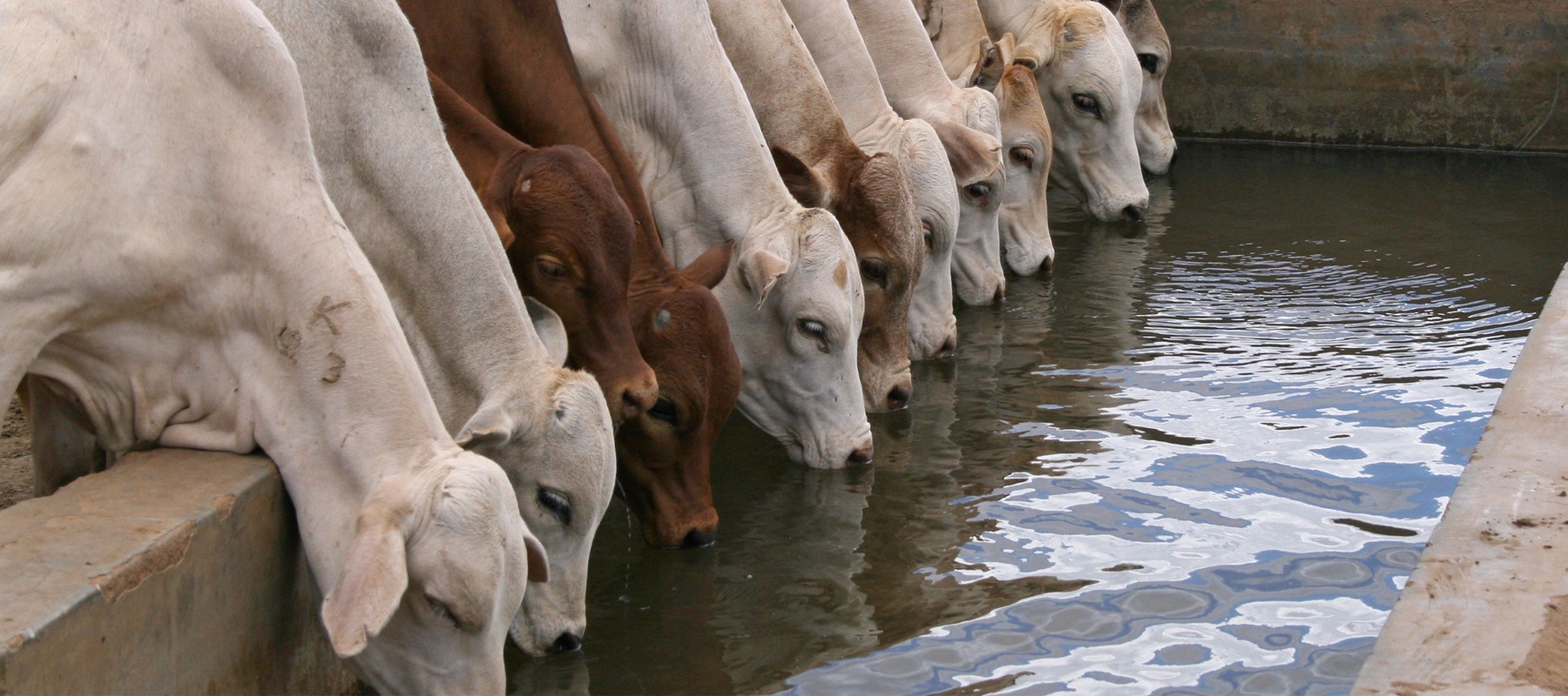Cows drinking water