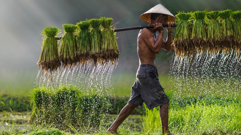 Farmer in asia carrying his harvest through a field