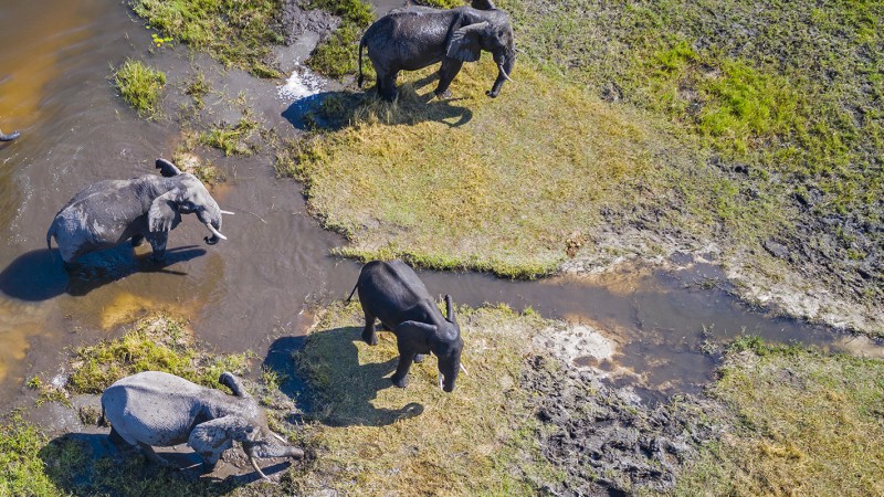Areal view of a wetland with elephants walking through it