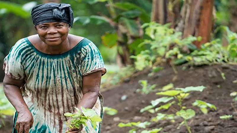 COFO25/7WFW side event: Food systems transformation, land use and deforestation