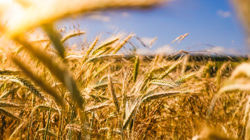 Webinar: Research and Innovation in Agri-Food Systems 
