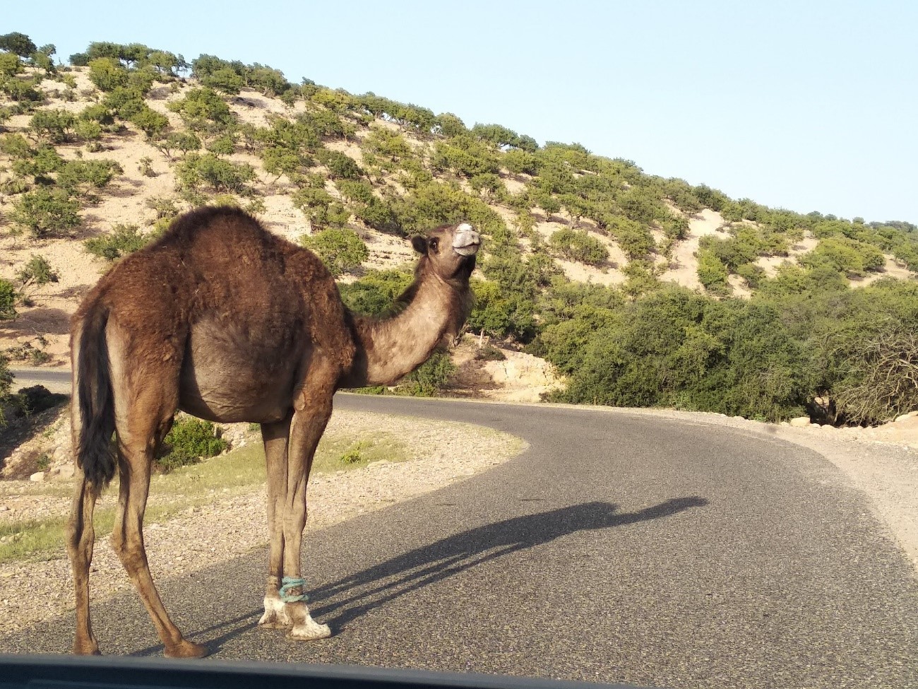 Figure 3. Dromedary in Argan Forest. Photo credit: Mari Carmen Romera Puig 